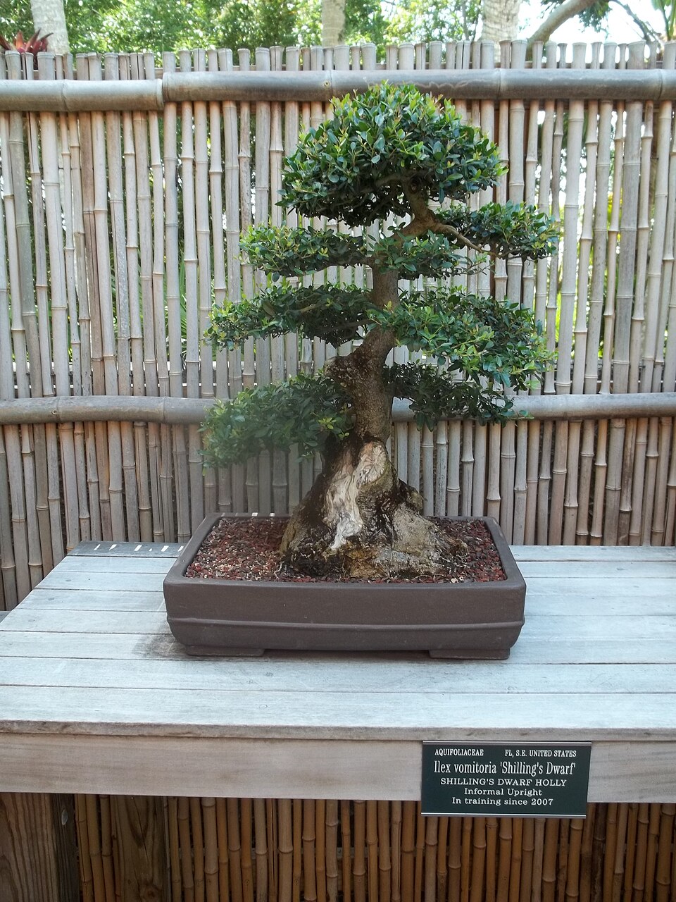 Holly, Skyline — whole plant