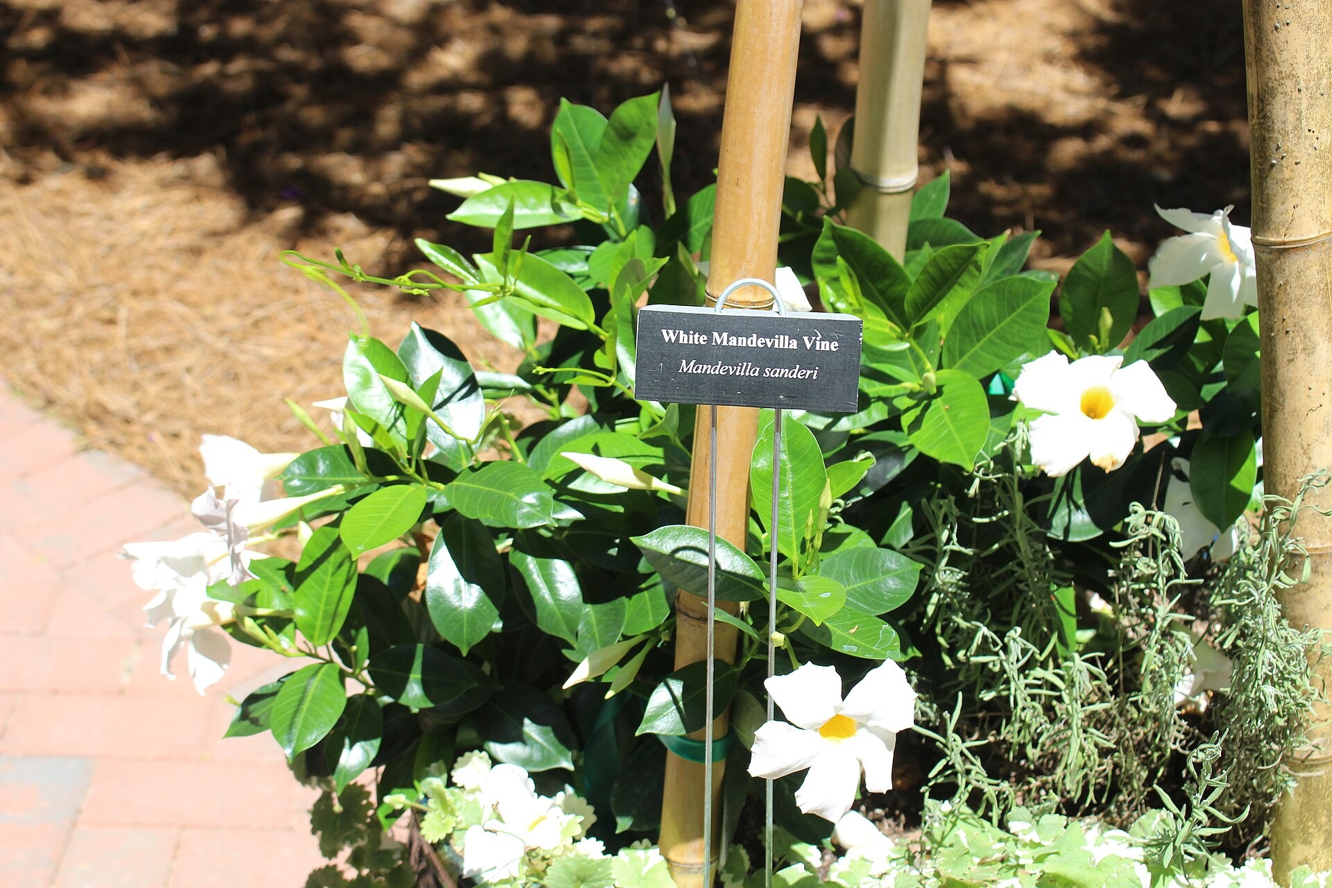 Mandevilla — whole plant