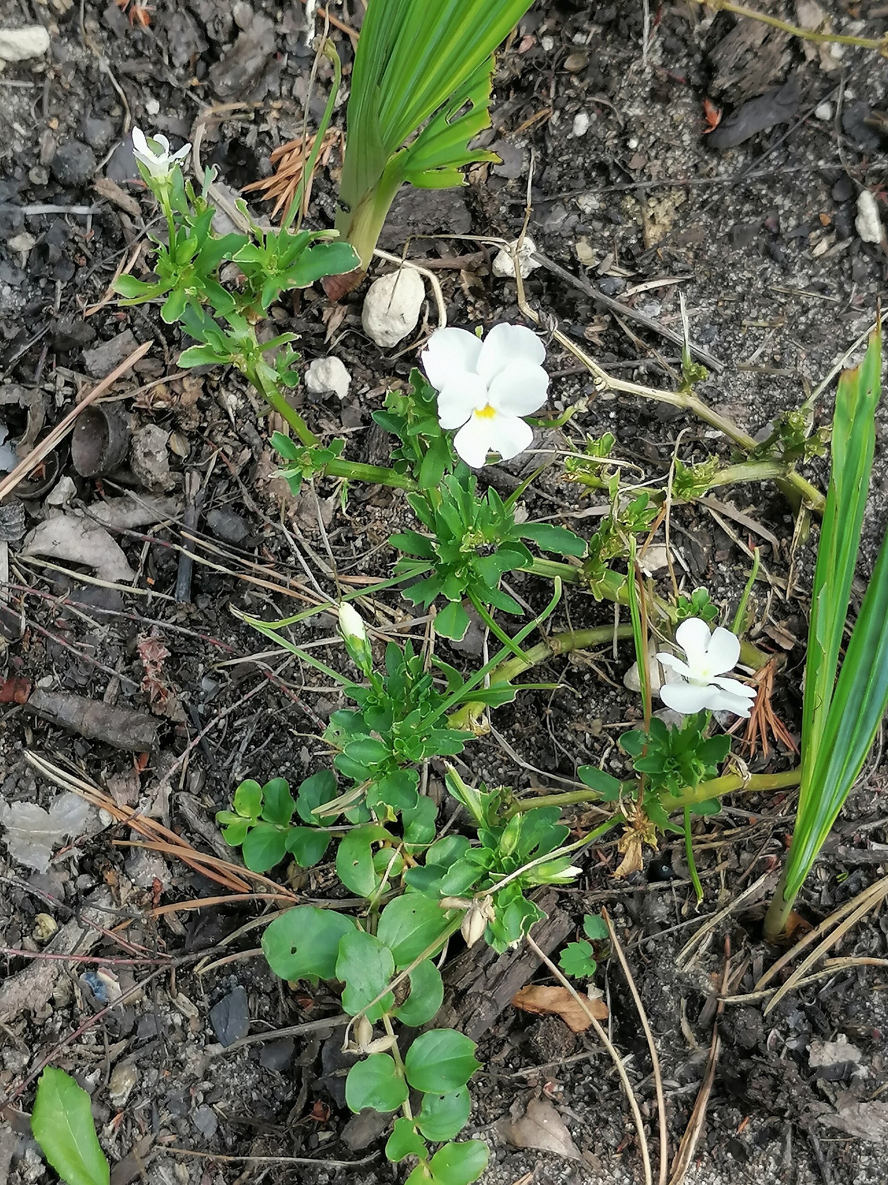 Viola — flowers or notable detail
