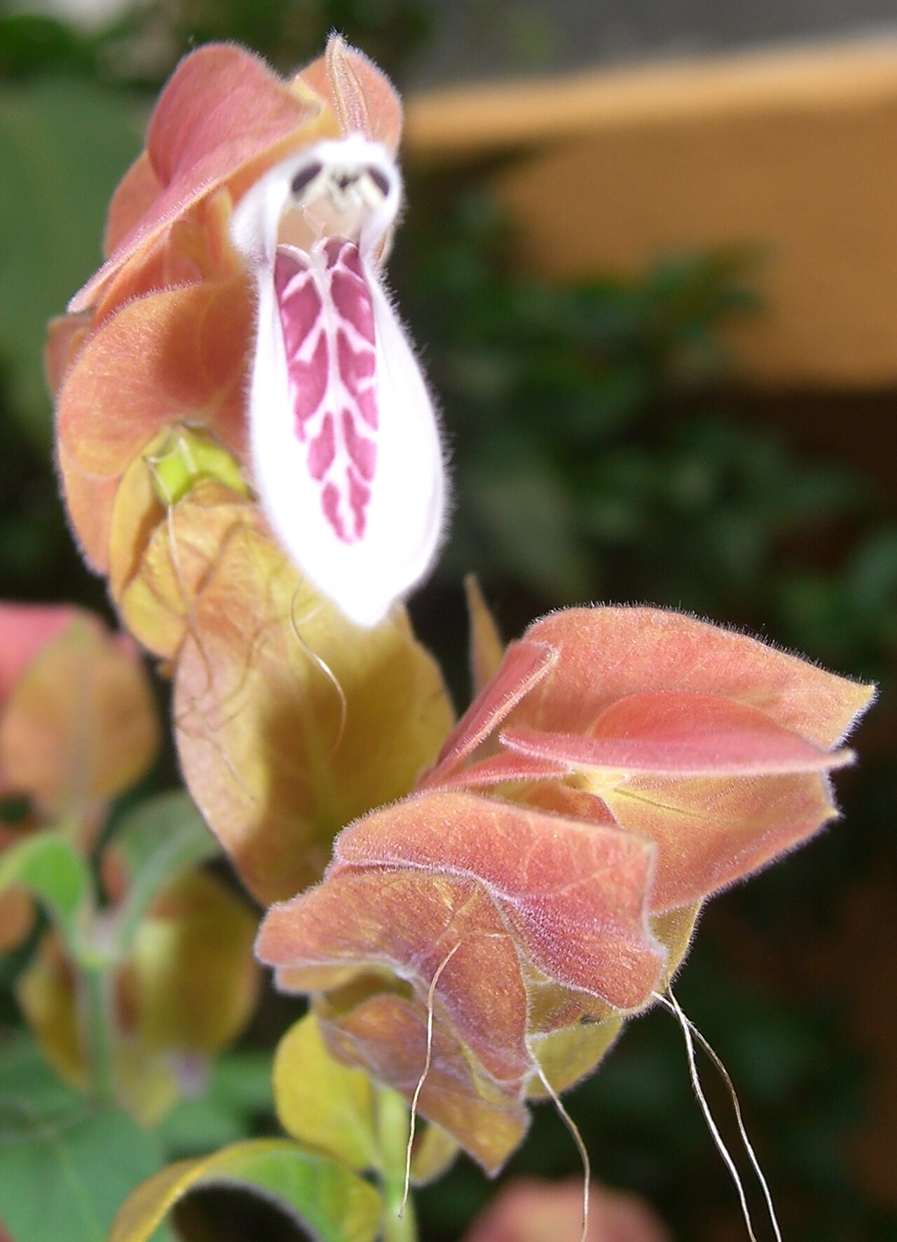 Shrimp Plant Red — flowers or notable detail