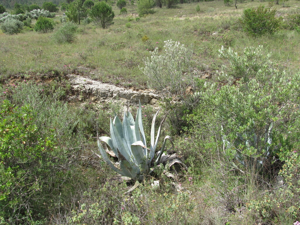 Agave, Variegated Opal — leaf structure (margins, teeth, imprint, color)