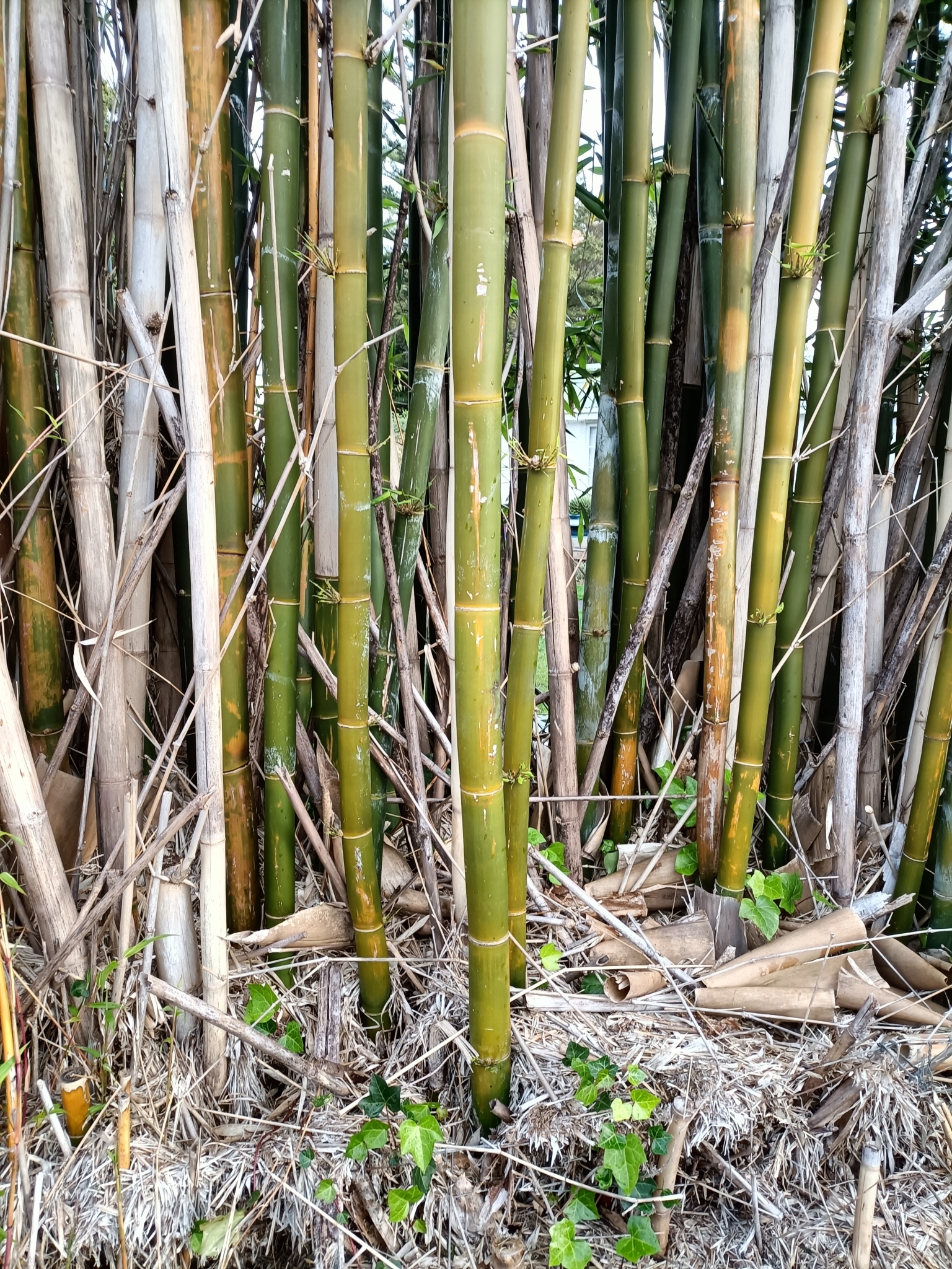 Bamboo, Golden Goddess (Clumping) — whole plant