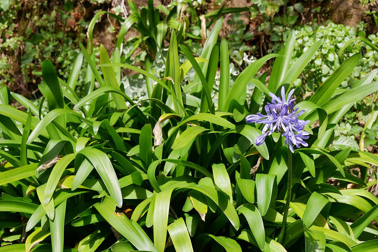 Agapanthus Peter Pan — whole plant
