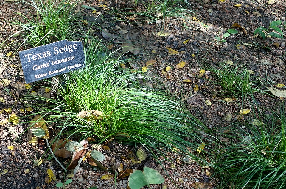 Sedge, Texas — whole plant