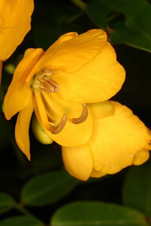 Senna — whole plant