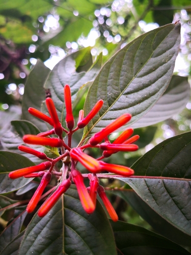 Firebush — whole plant