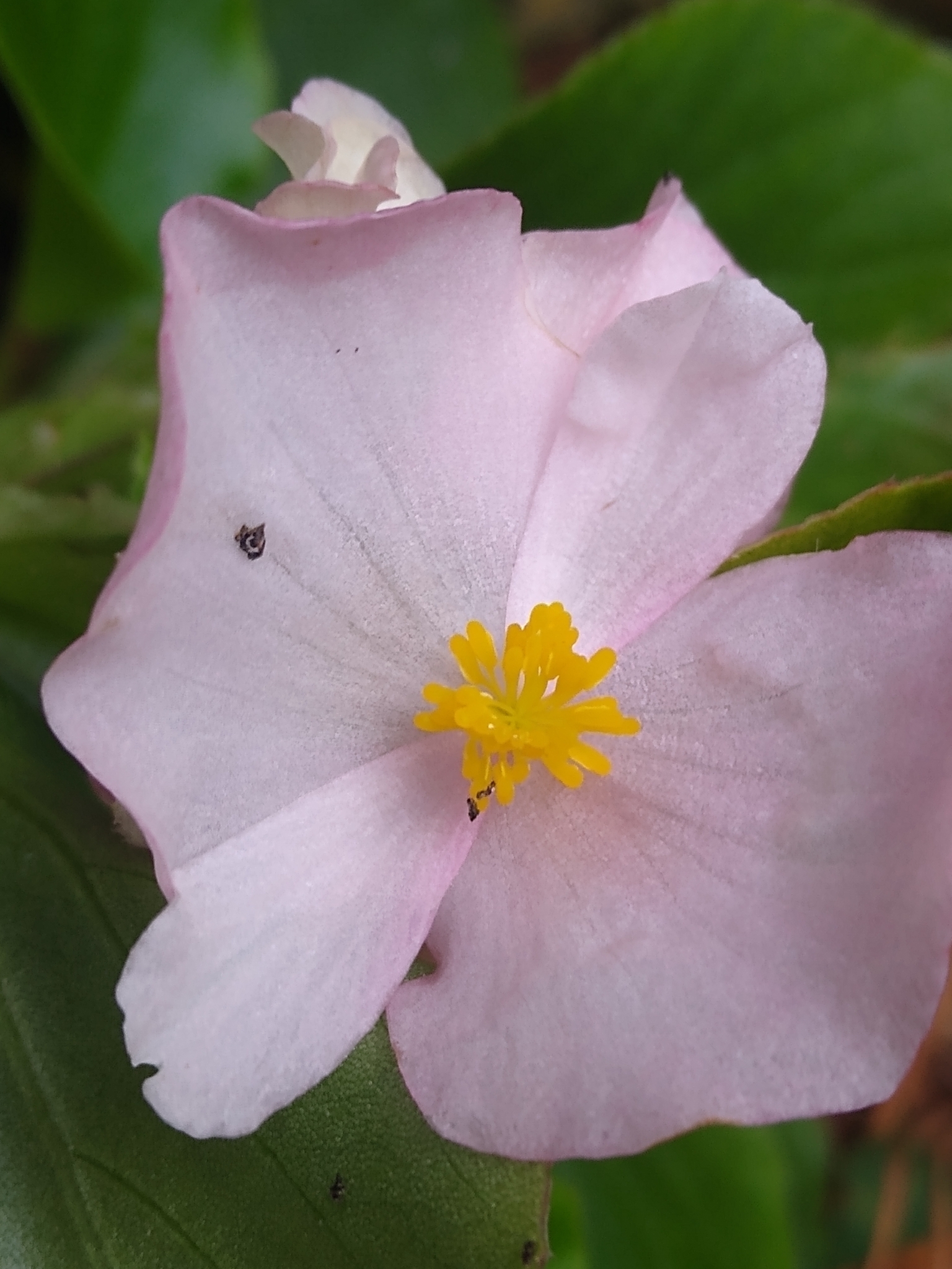 Begonia, Green Leaf — flowers or notable detail