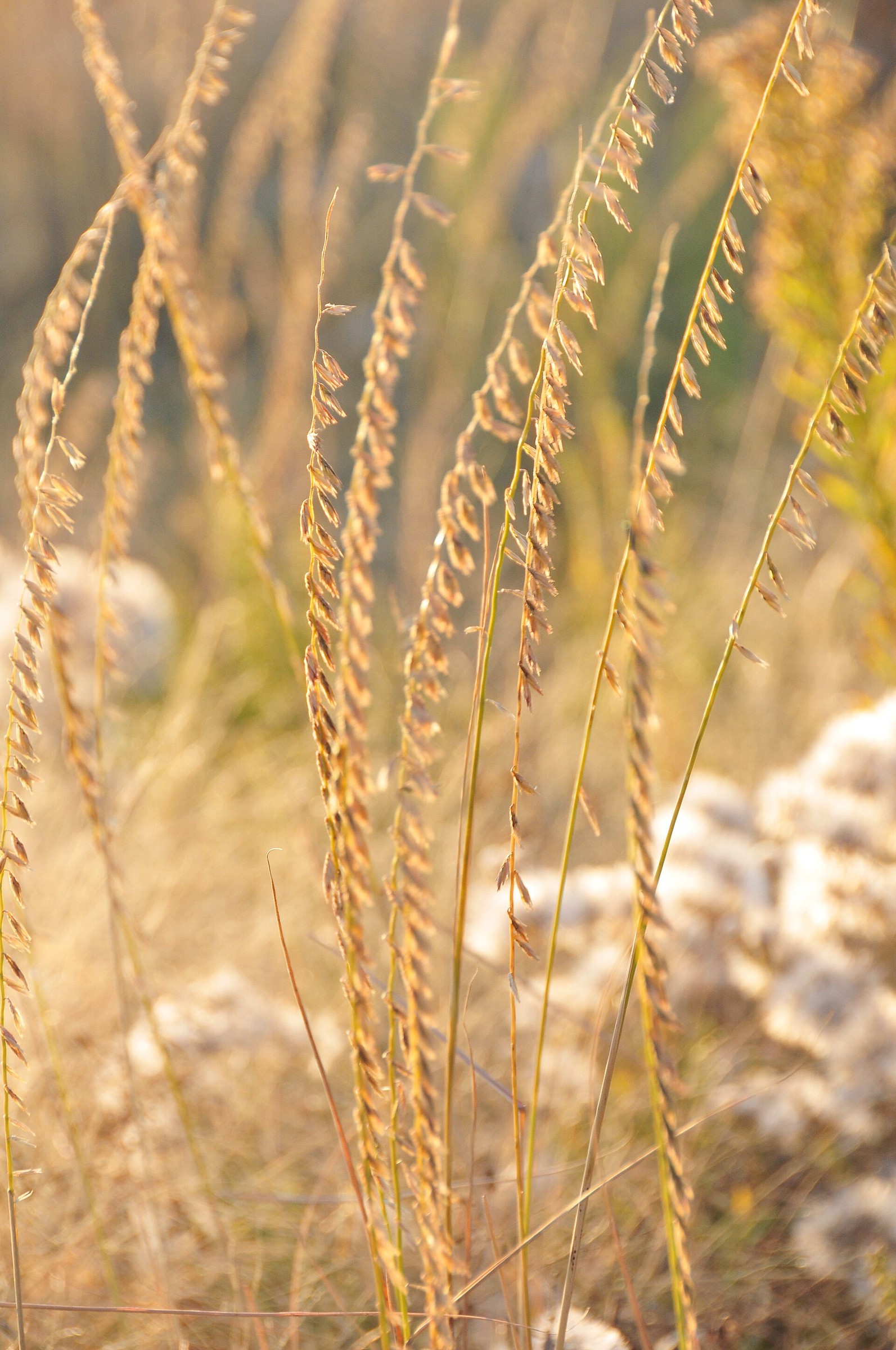Grass, Blue Grama — flowers or notable detail