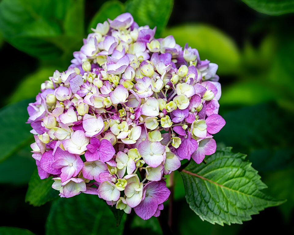 Hydrangea — whole plant