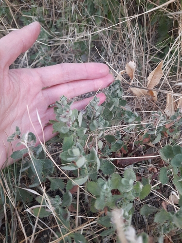 Germander, Creeping — whole plant