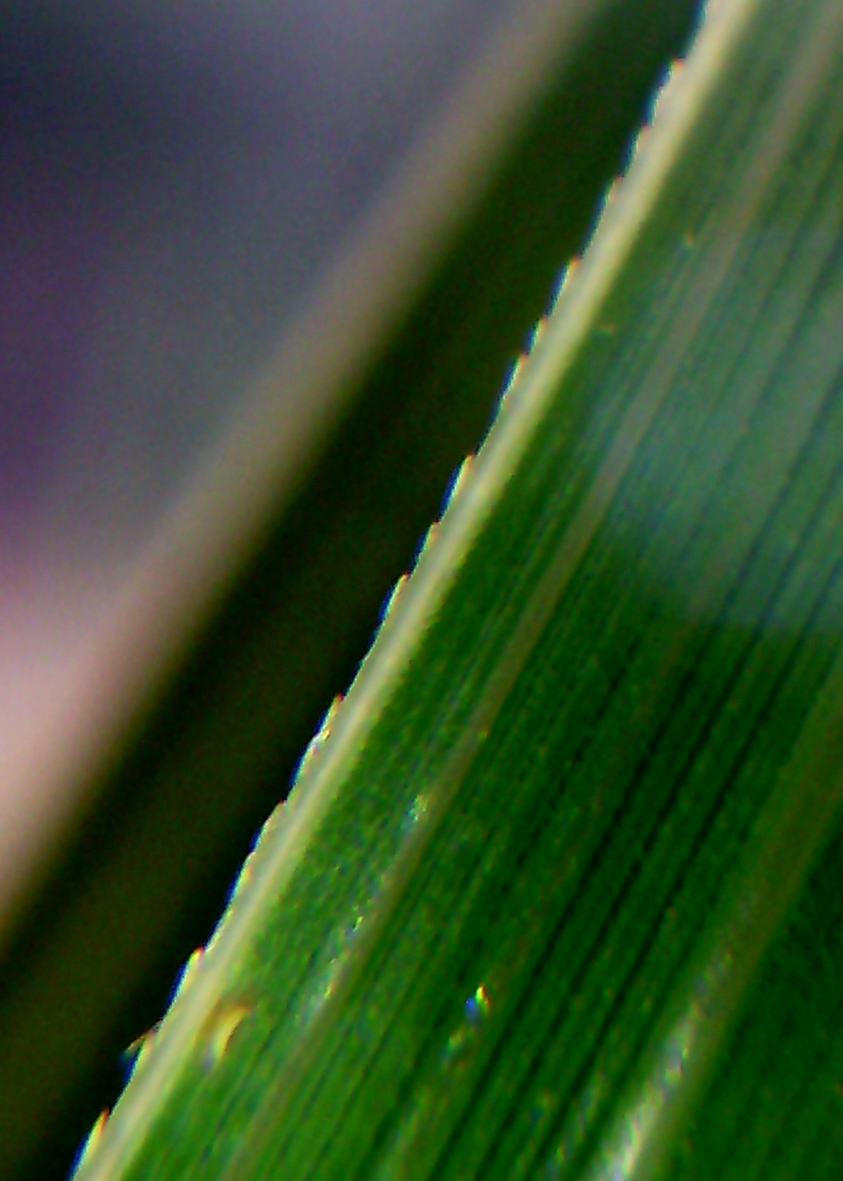 Grass, Pampas — flowers or notable detail