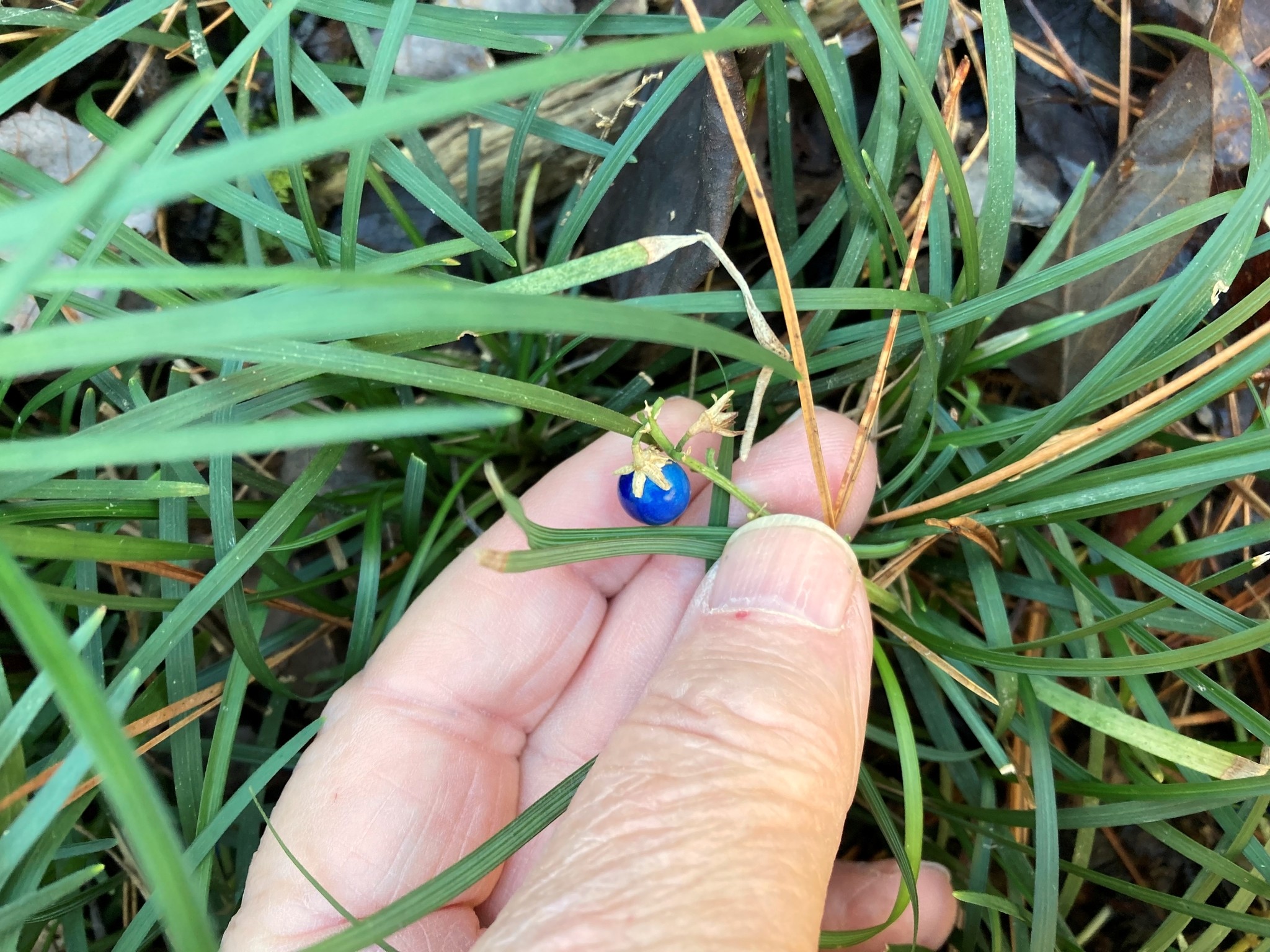 Mondo, Regular — whole plant