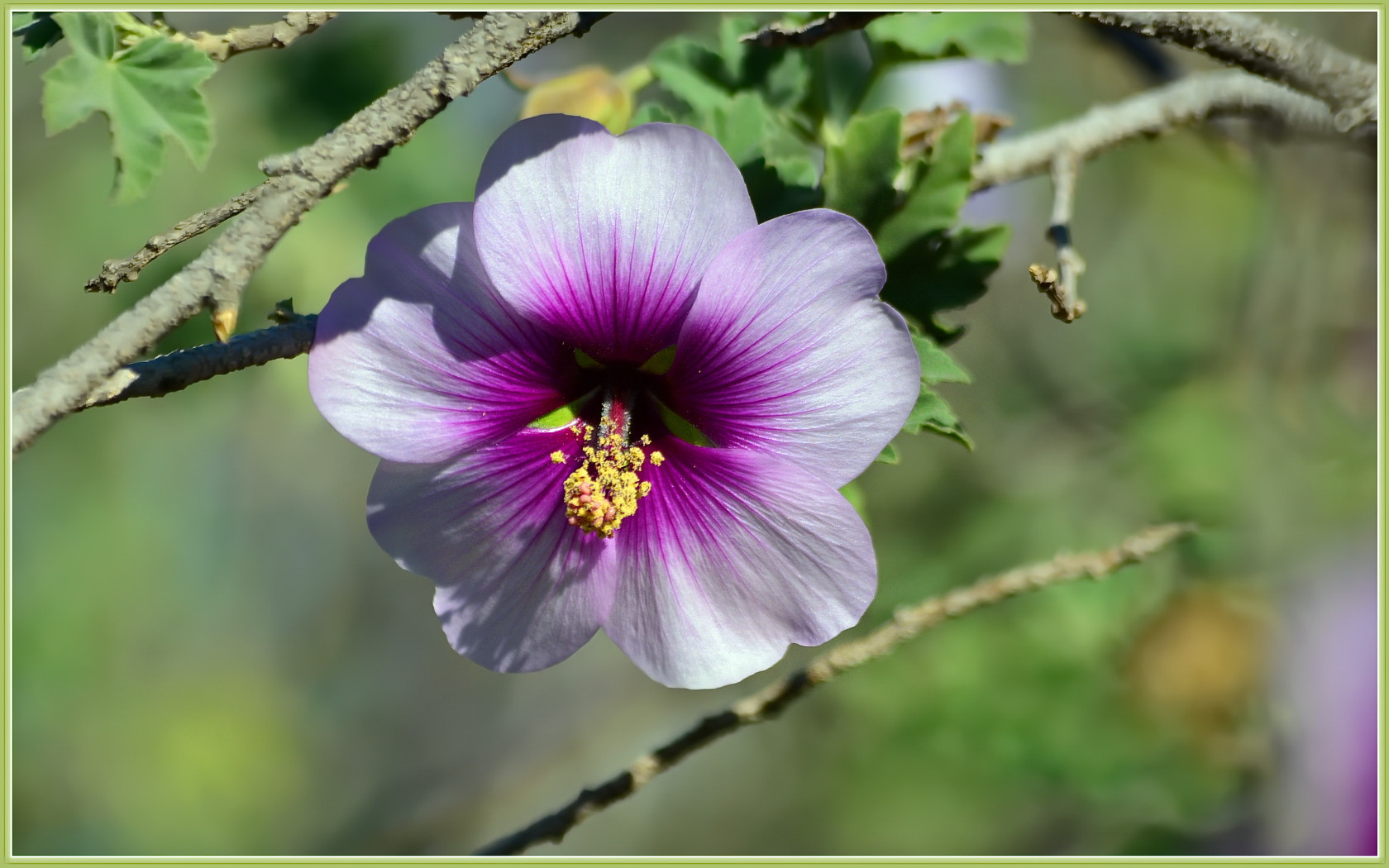 Althea, Rose Of Sharon — flowers or notable detail