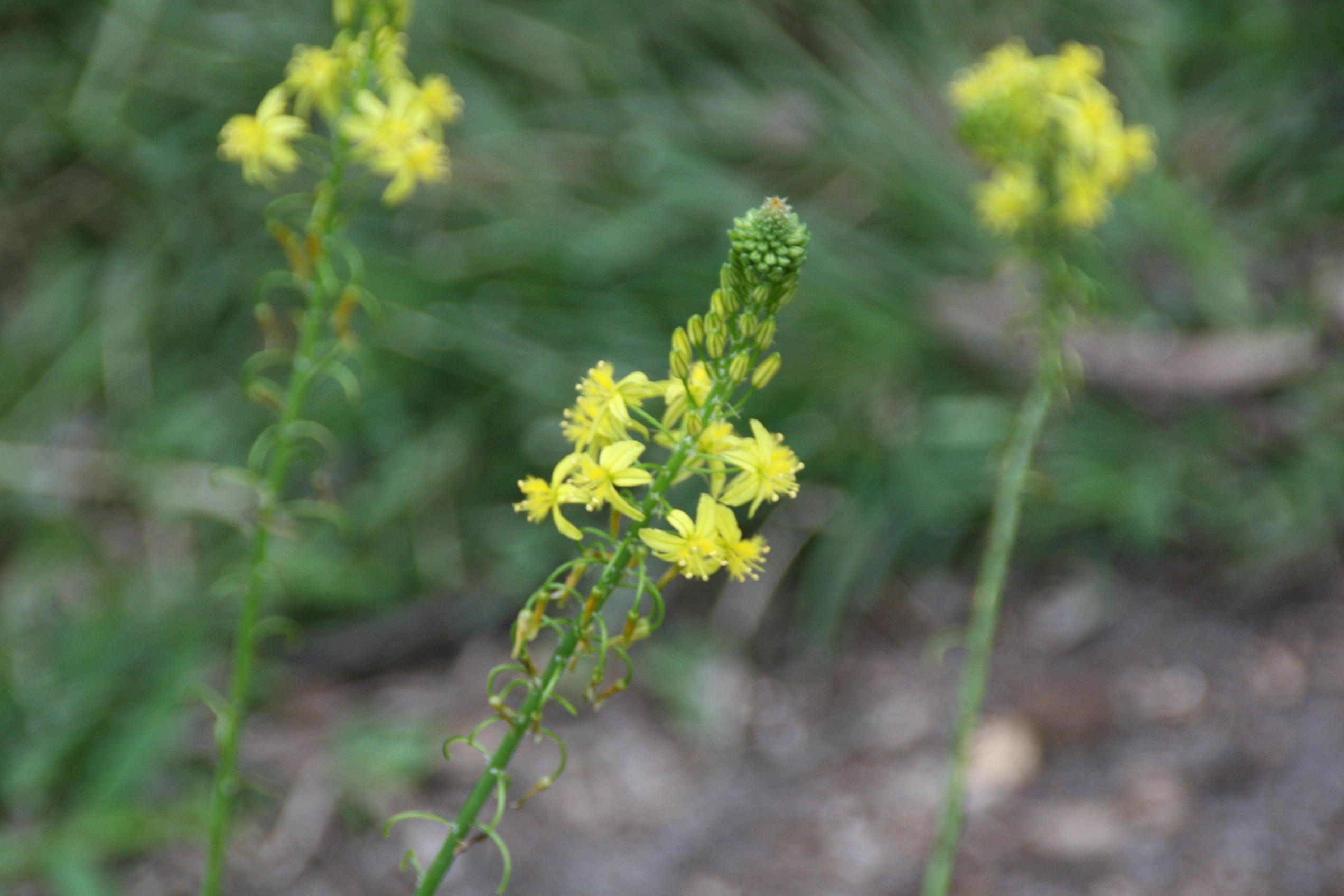 Tangerine Bulbine — flowers or notable detail