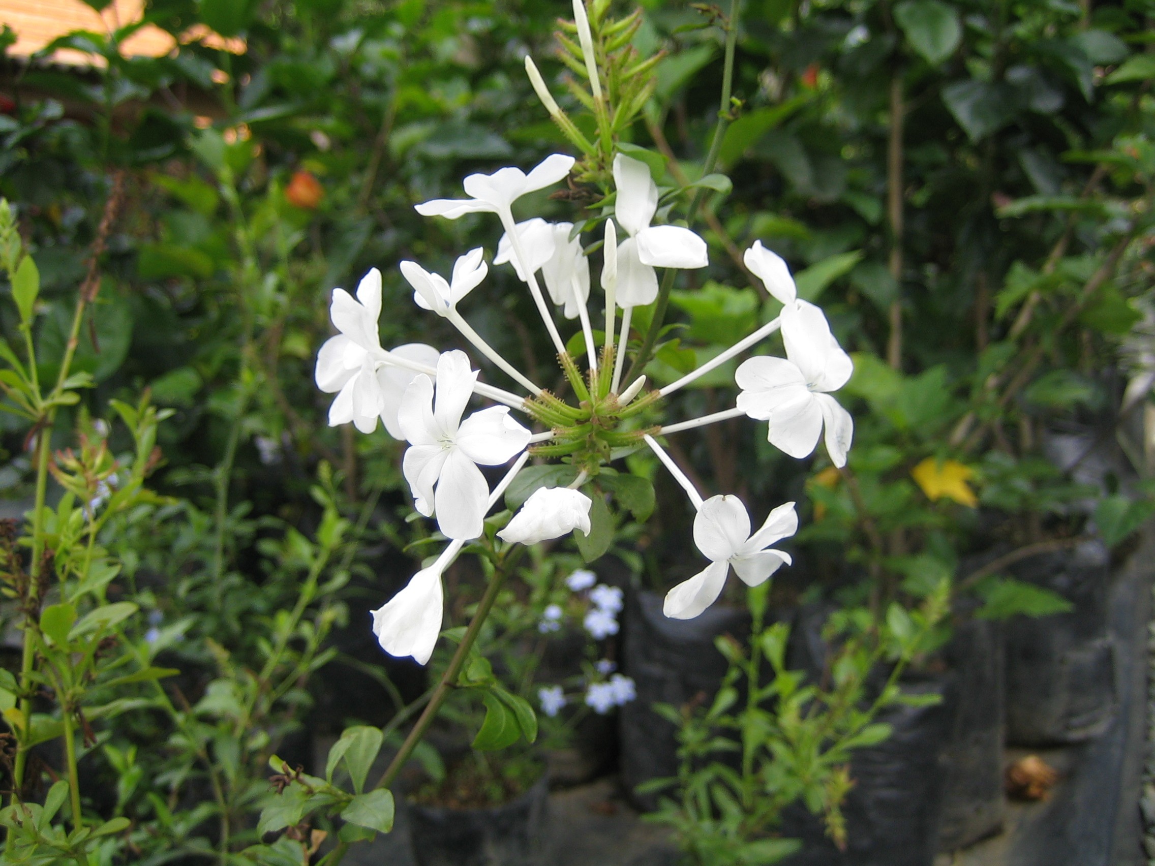 Plumbago, White — flowers or notable detail