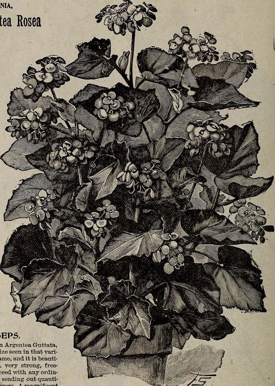 Begonia, Bronze Leaf — whole plant