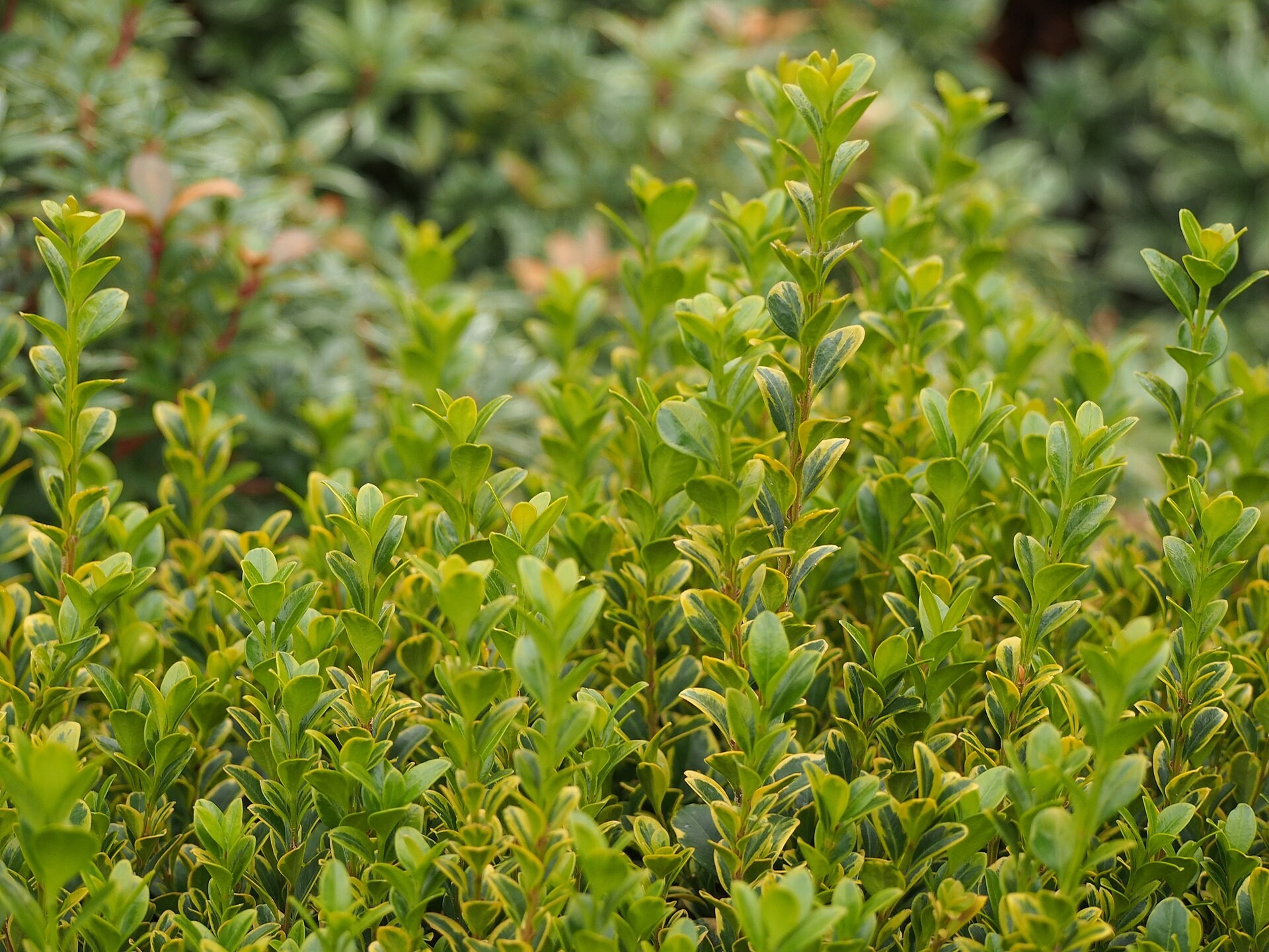 Topiary, Boxwood 3-Tier — whole plant