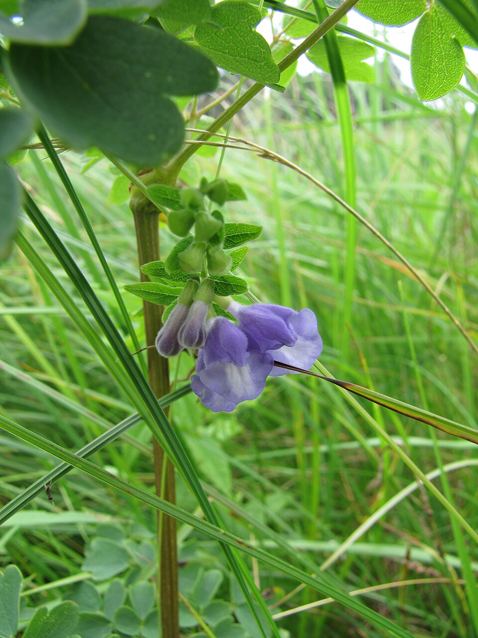 Skullcap, Pink — flowers or notable detail