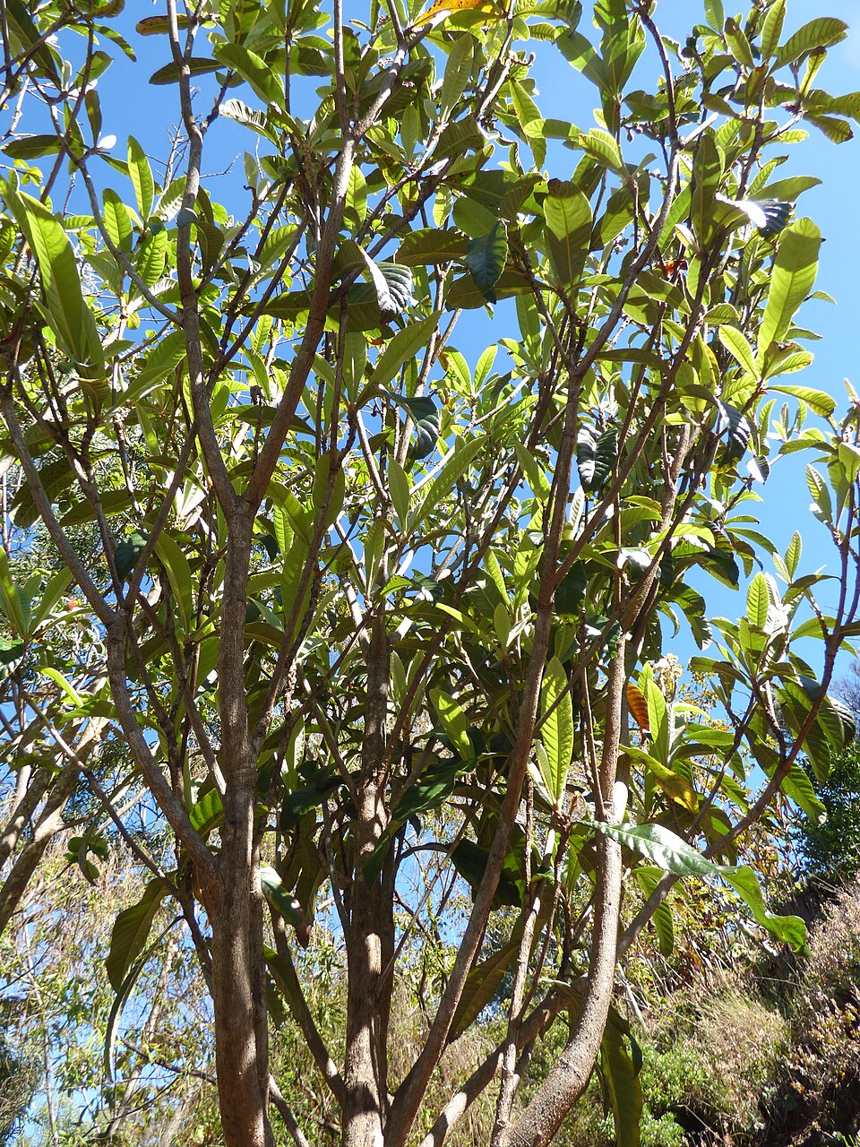 Loquat — whole plant