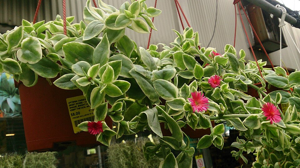 Ice Plant, Variegated — whole plant