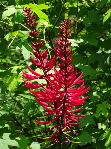 Coral Bean — whole plant