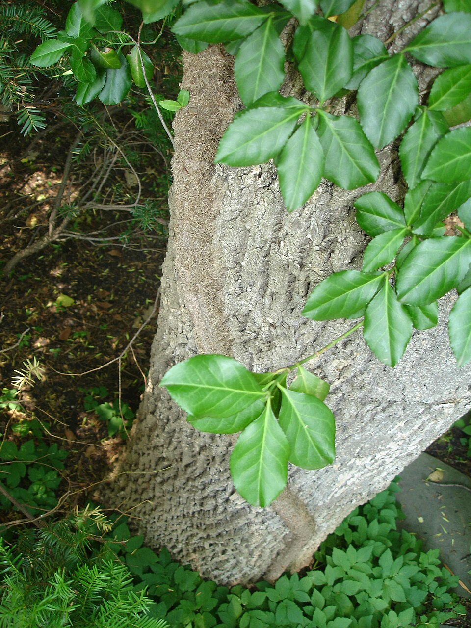 Wintercreeper — whole plant