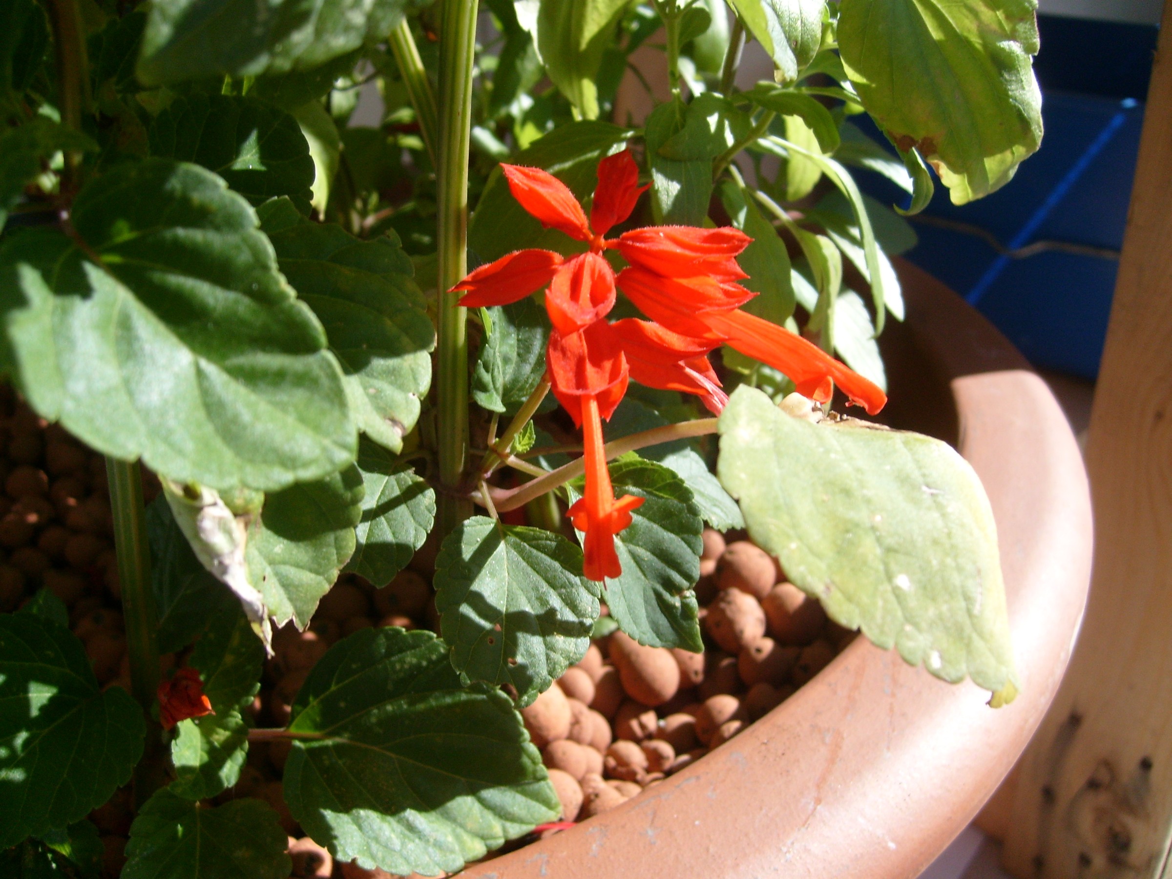 Salvia, Annual Red — flowers or notable detail