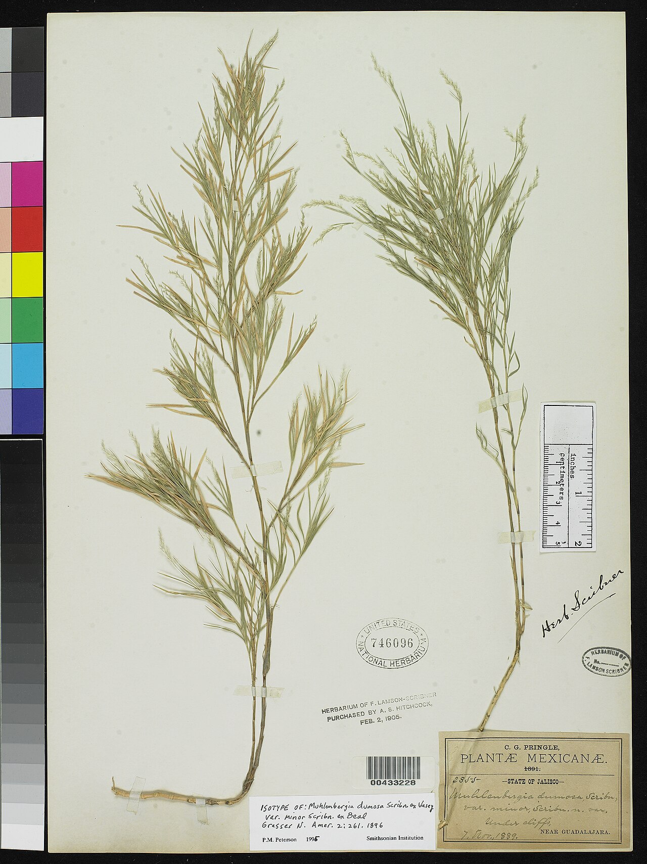 Bamboo Muhly — whole plant