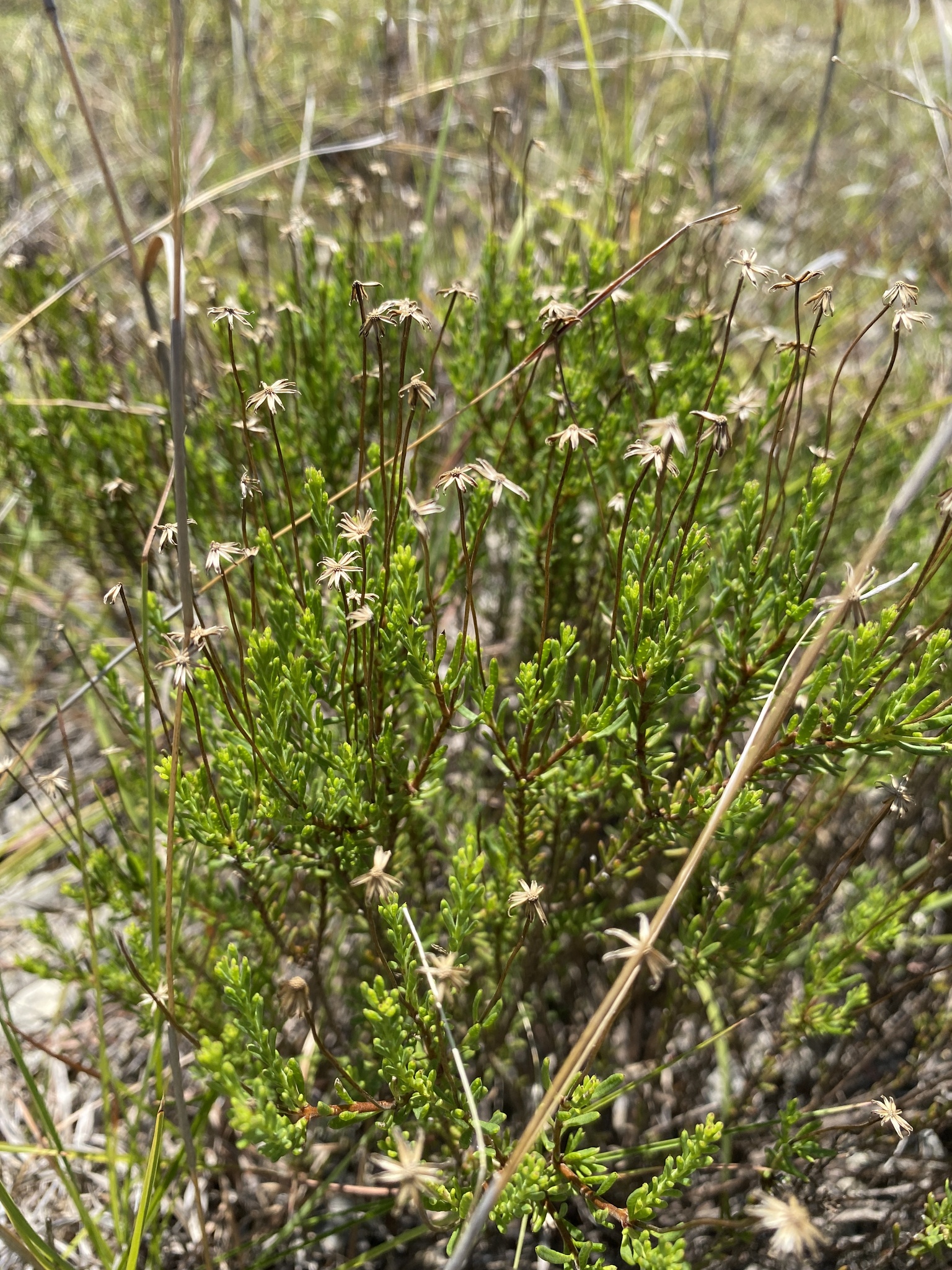 Damianita — flowers or notable detail