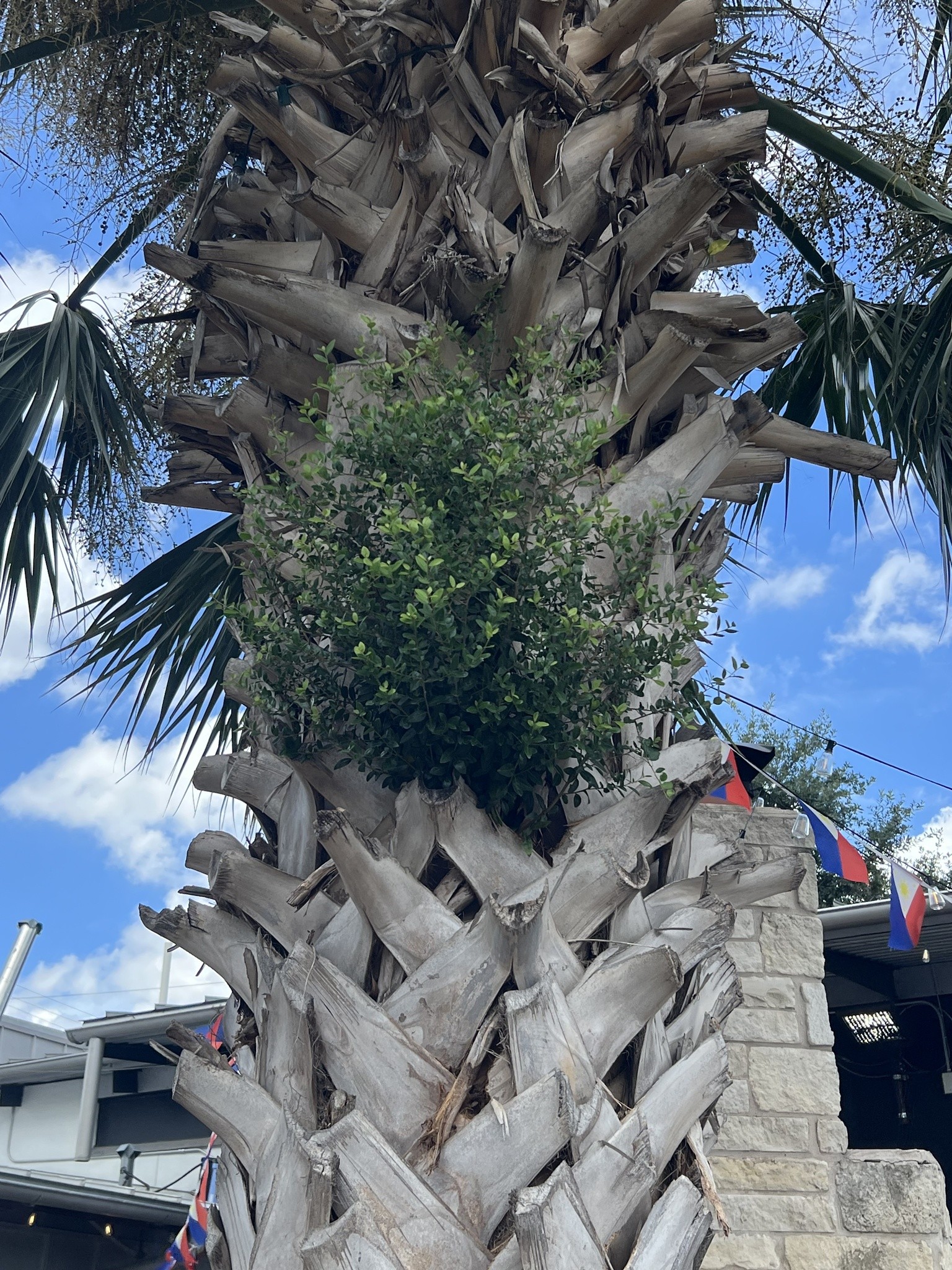 Holly, Will Fleming — whole plant