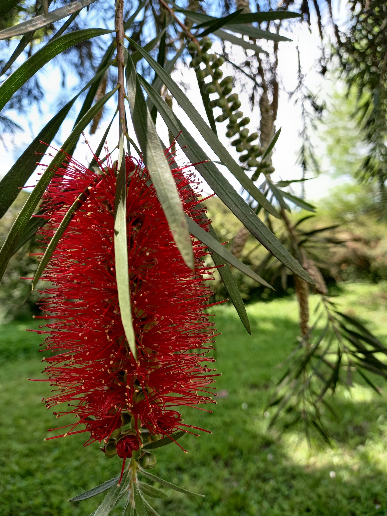 Bottlebrush Tree Form — whole plant