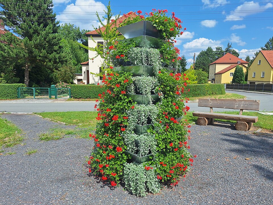 Silver Ponyfoot — whole plant