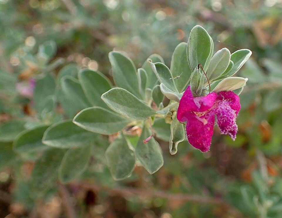 Texas Sage Greencloud — whole plant