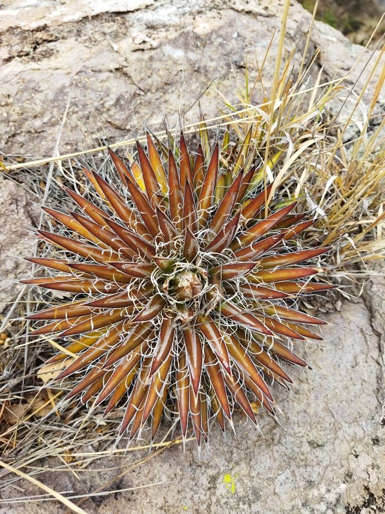 Agave, Splendida — leaf structure (margins, teeth, imprint, color)