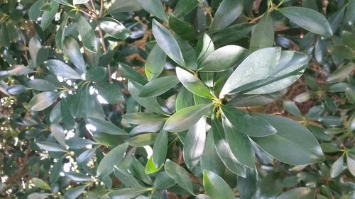 Cleyera — flowers or notable detail