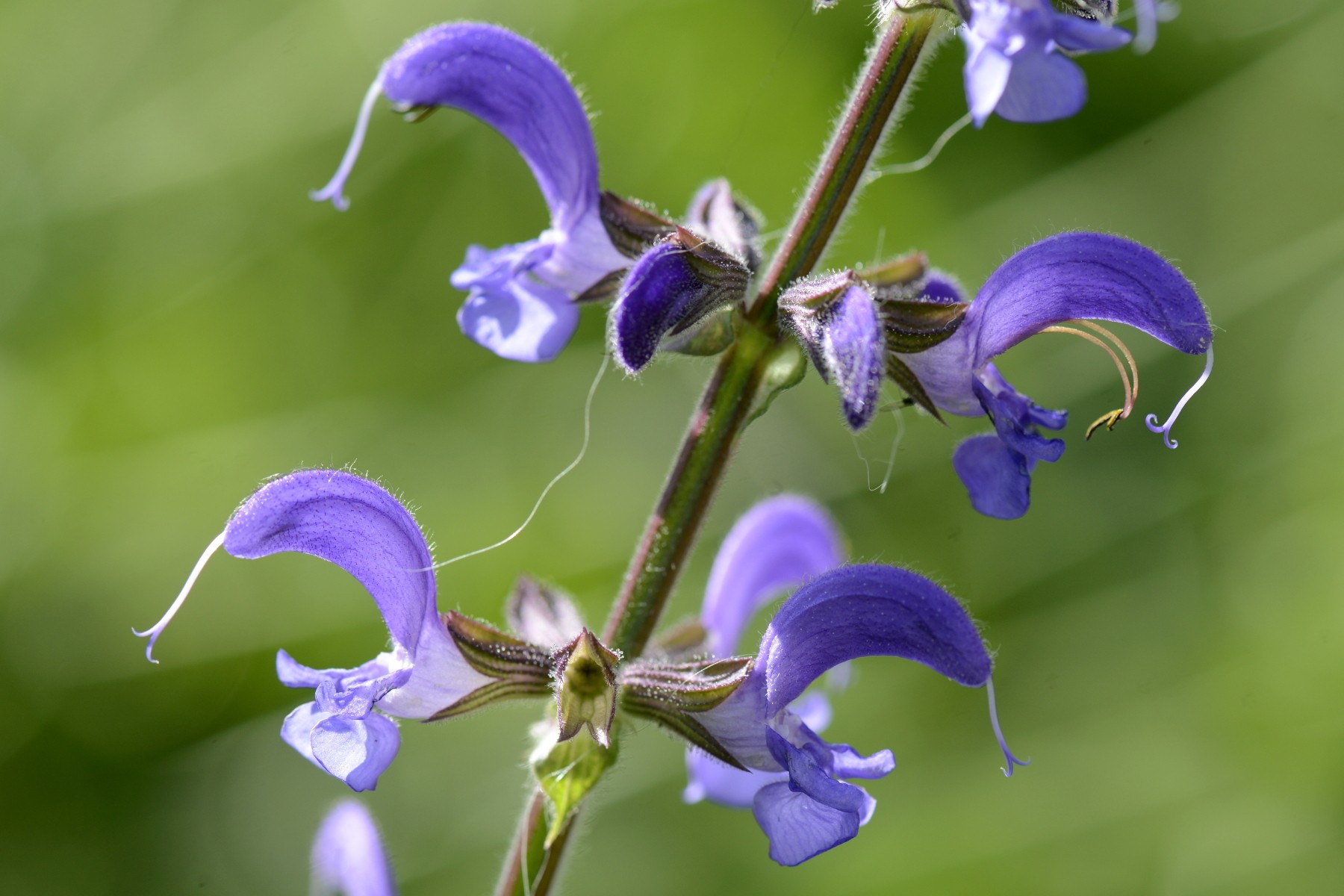 Salvia, May Night/Meadow — whole plant