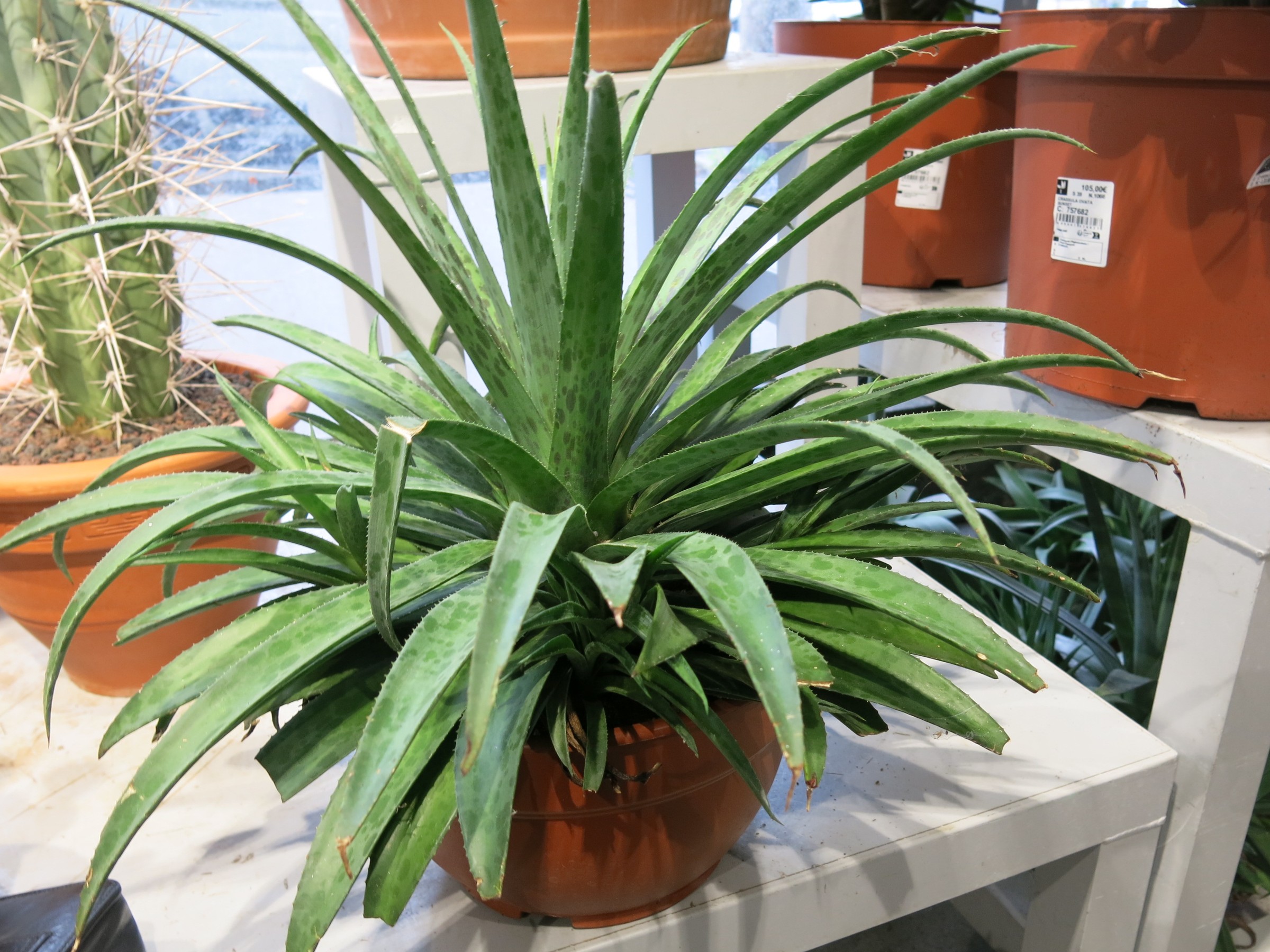 Mangave, Pineapple Express — whole plant