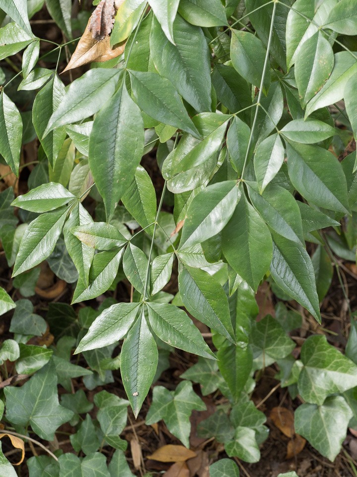 Nandina, Harbor Dwarf — whole plant