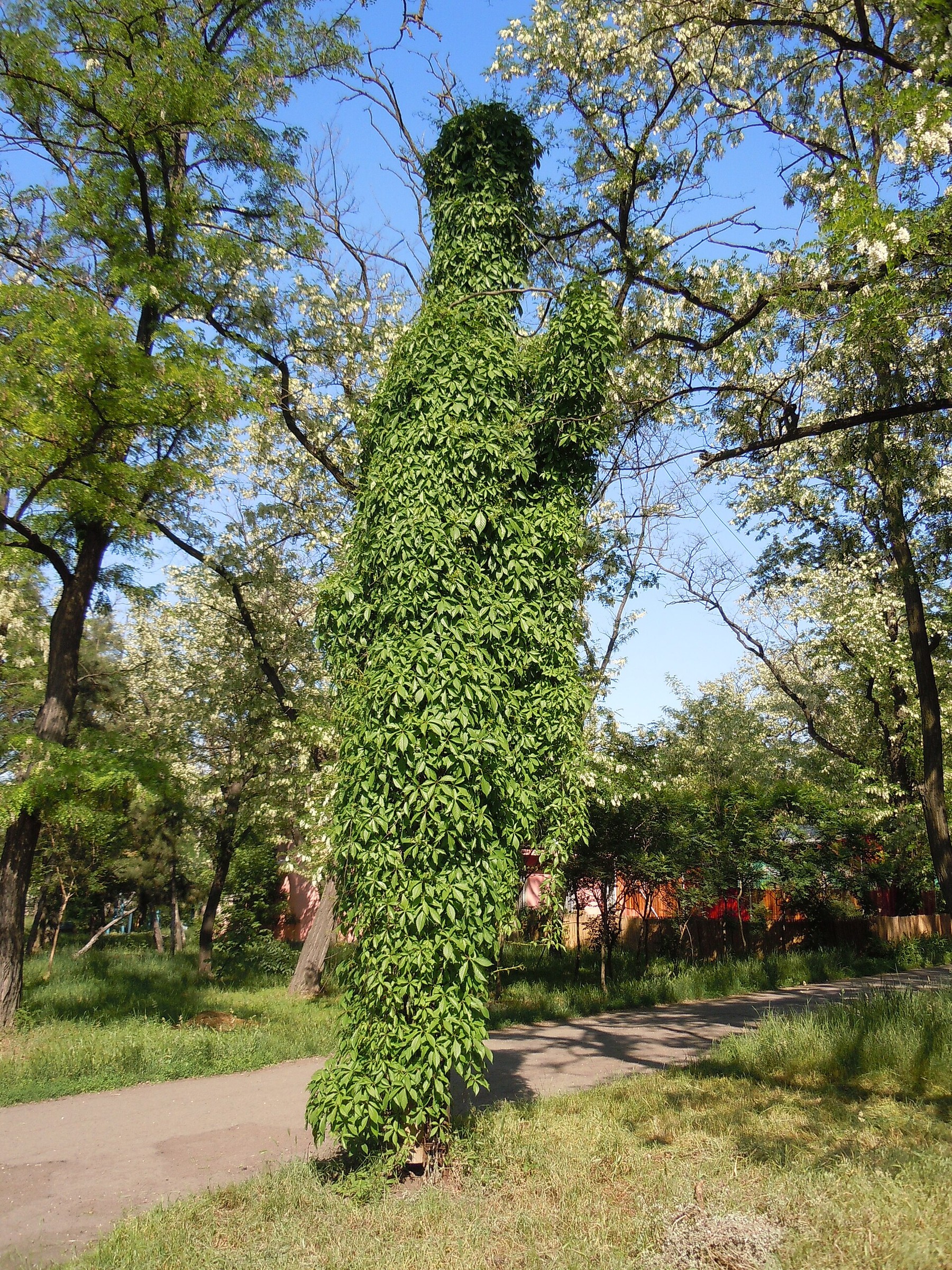 Hacienda Creeper — whole plant