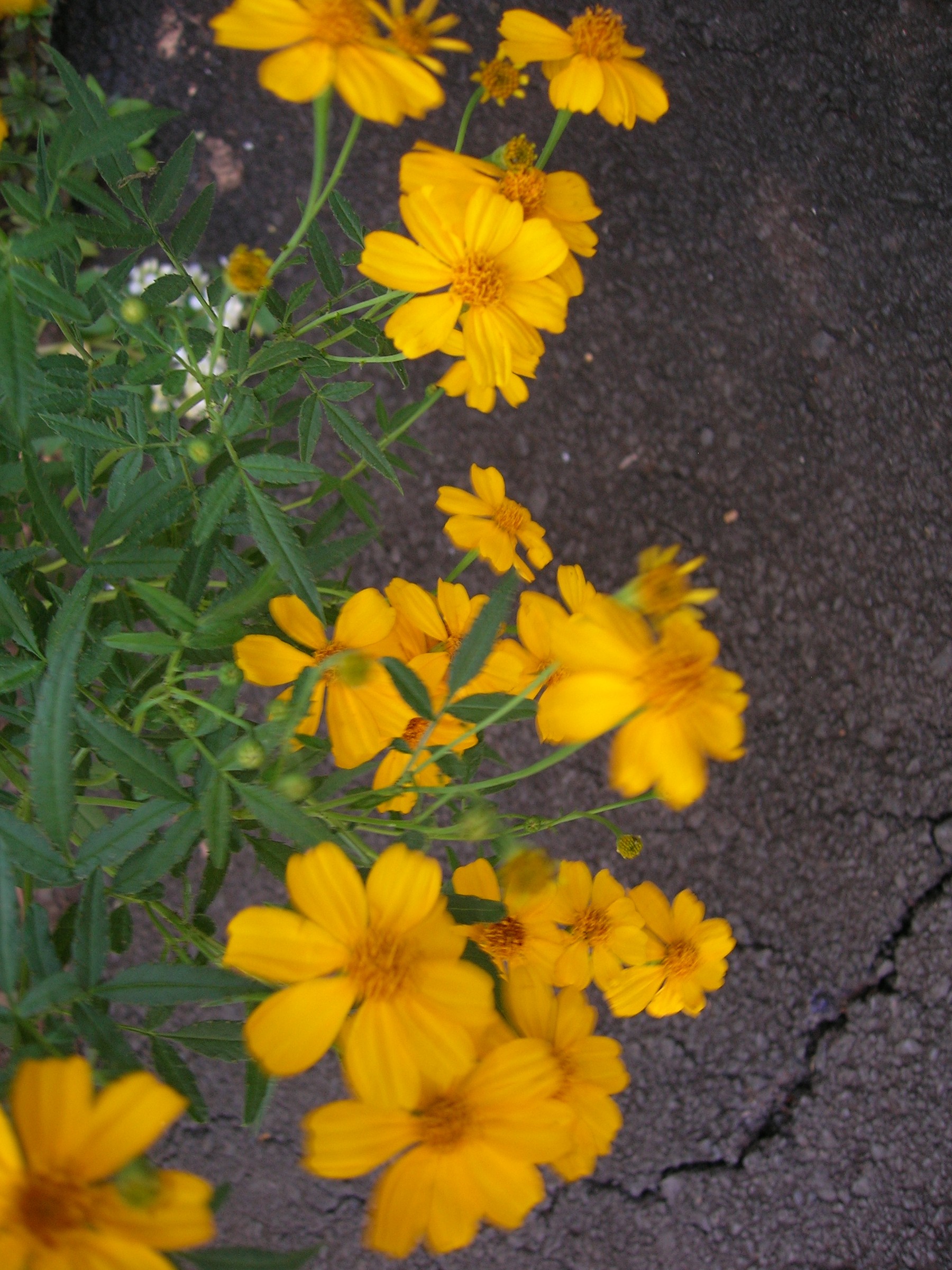 Copper Canyon Daisy — flowers or notable detail