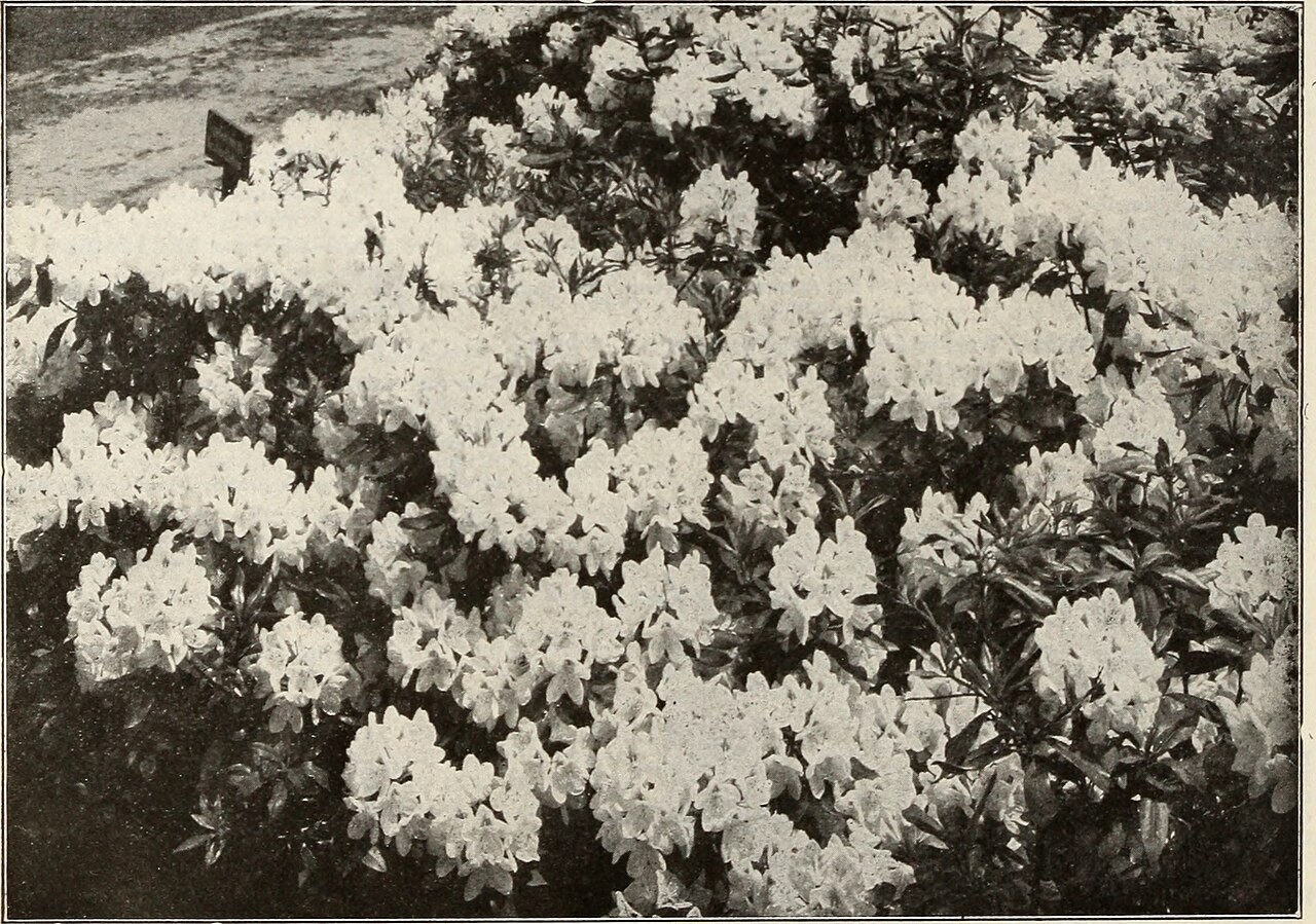 Topiary, Boxwood 3-Tier — flowers or notable detail