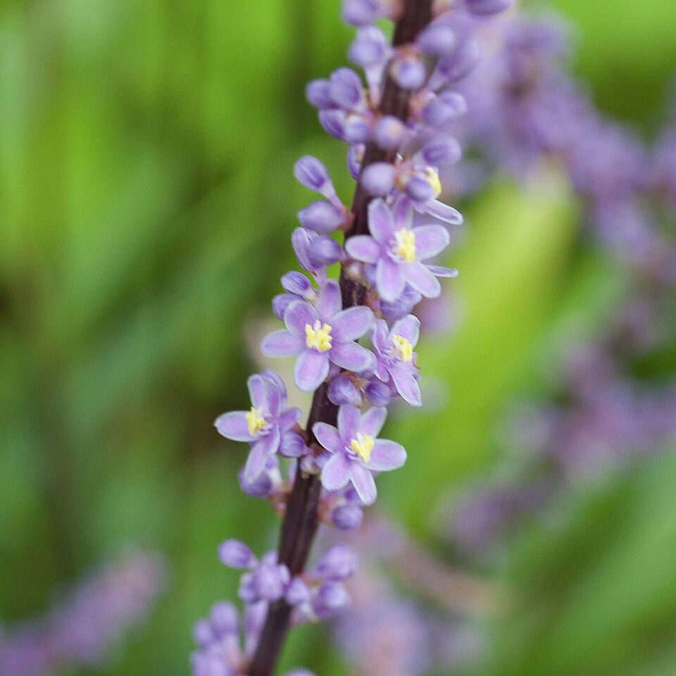 Liriope, Super Blue/Giant — whole plant