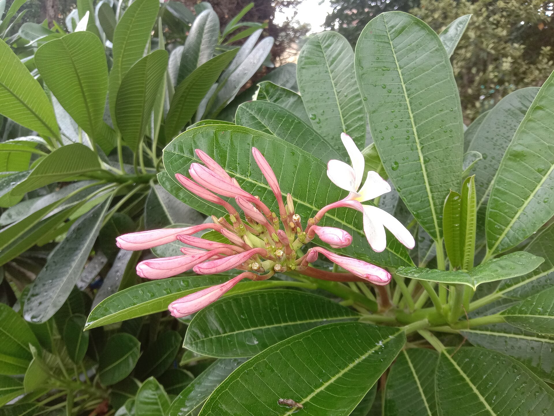 Plumeria, Assorted — flowers or notable detail