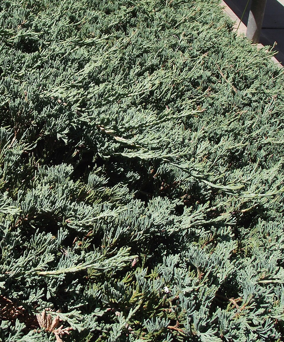 Juniper, Andorra — whole plant