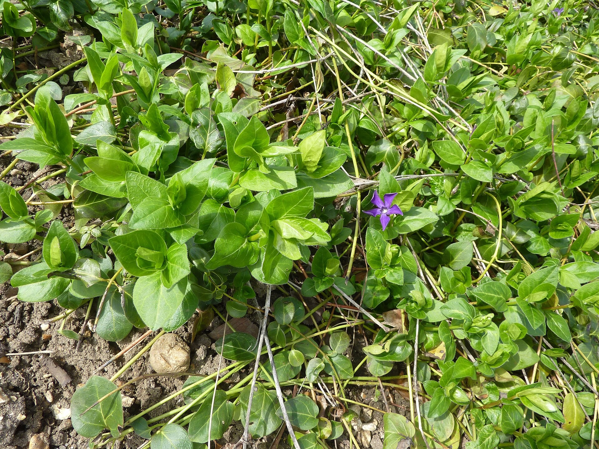 Vinca Major — whole plant