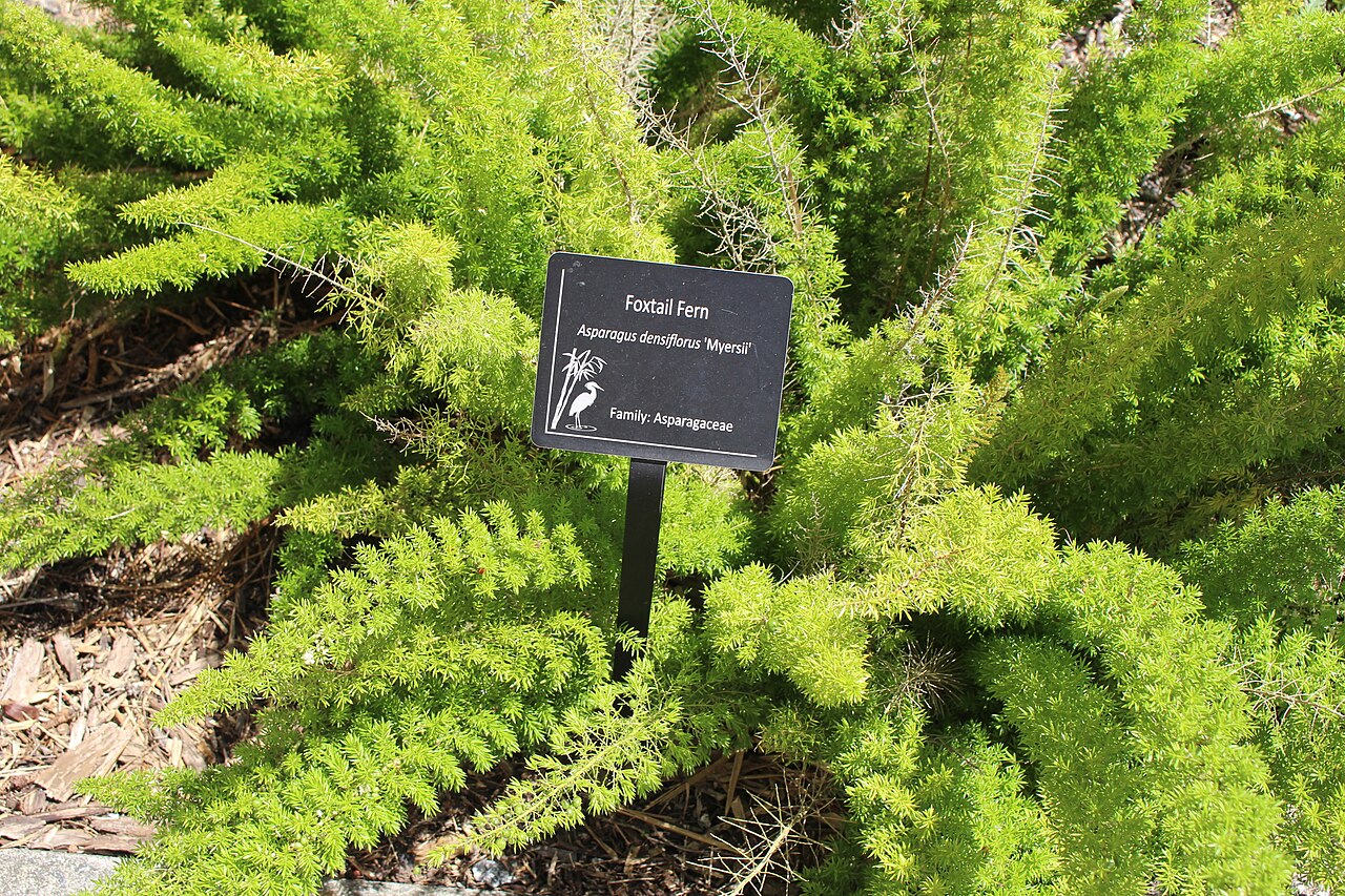 Fern, Foxtail — whole plant
