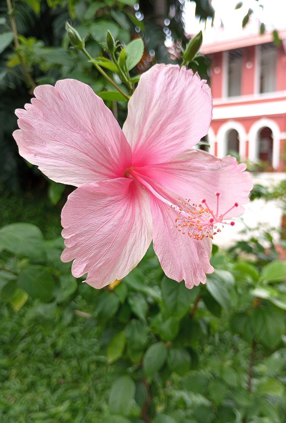 Hibiscus, Tropical — whole plant