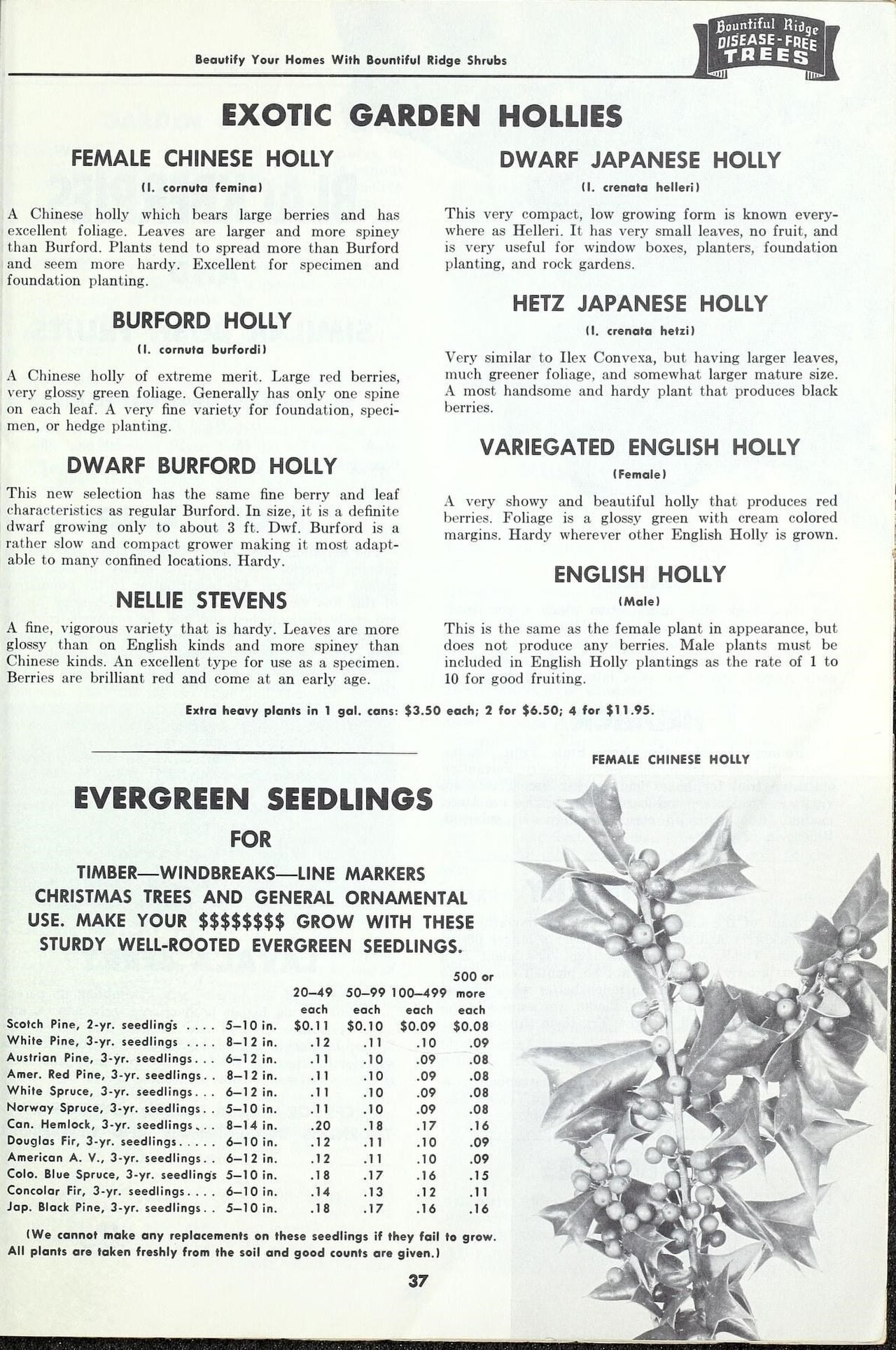Holly, Burford Dwarf — whole plant