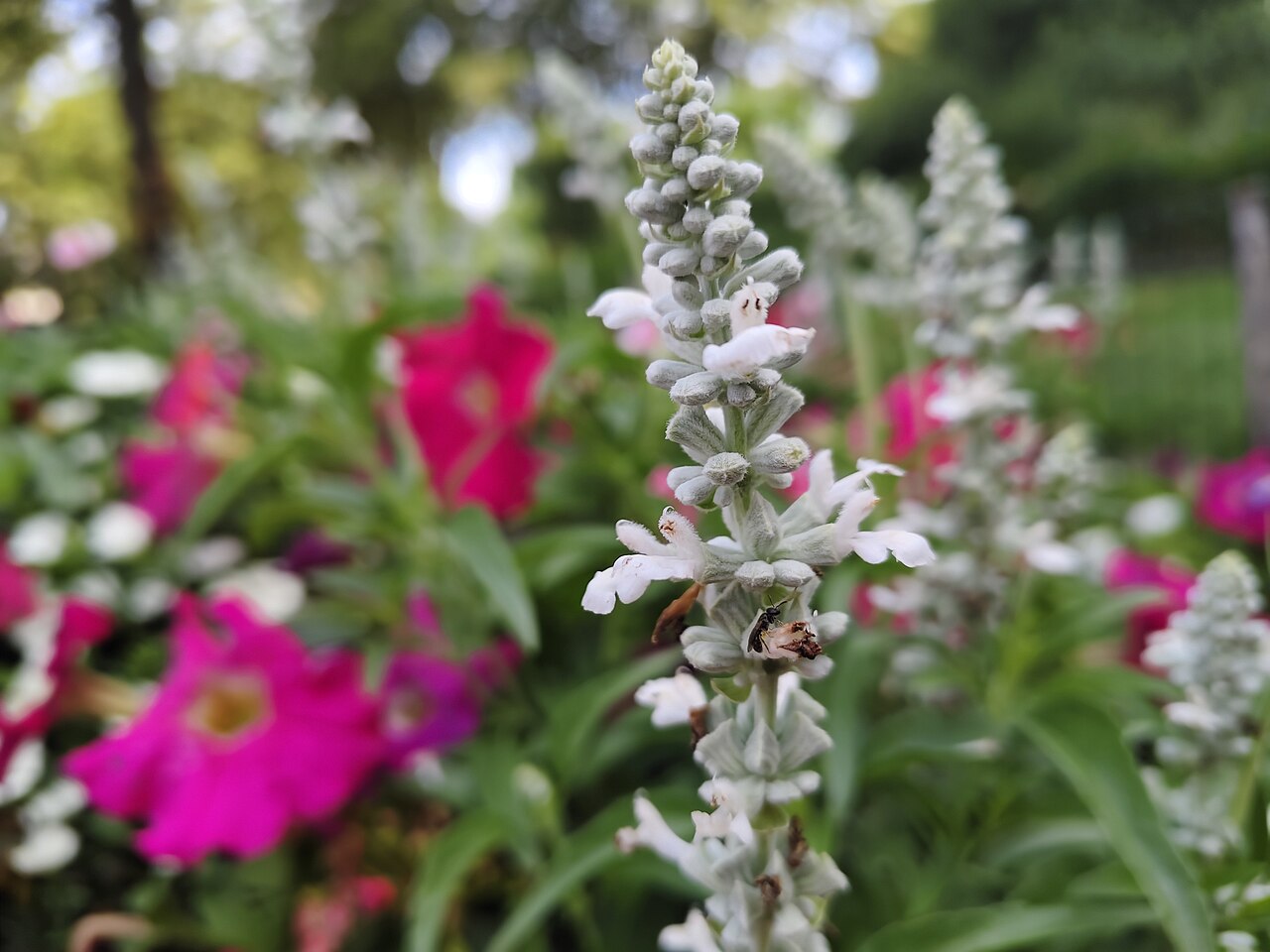 Indigo Spires Salvia — whole plant