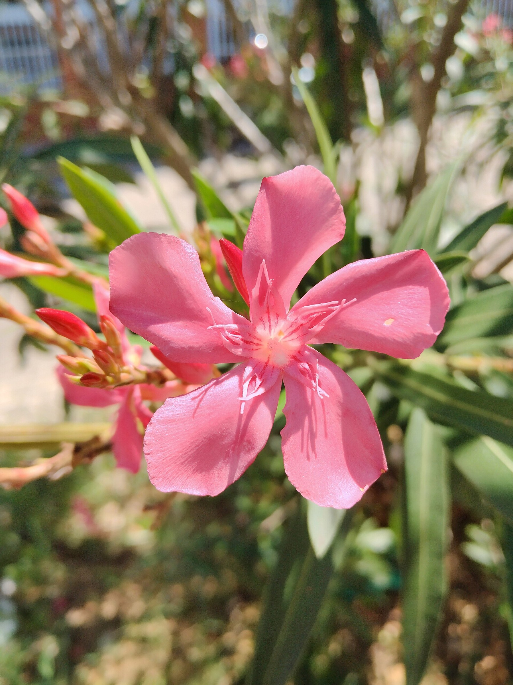 Oleander, Pink And White — flowers or notable detail